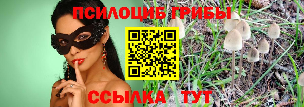 Псилоцибиновые грибы Psilocybine cubensis Петрозаводск